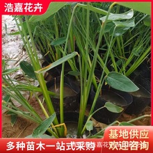 再力花花苗水生植物常绿水生鸢尾 黄花鸢尾 绿化工程苗 再力花