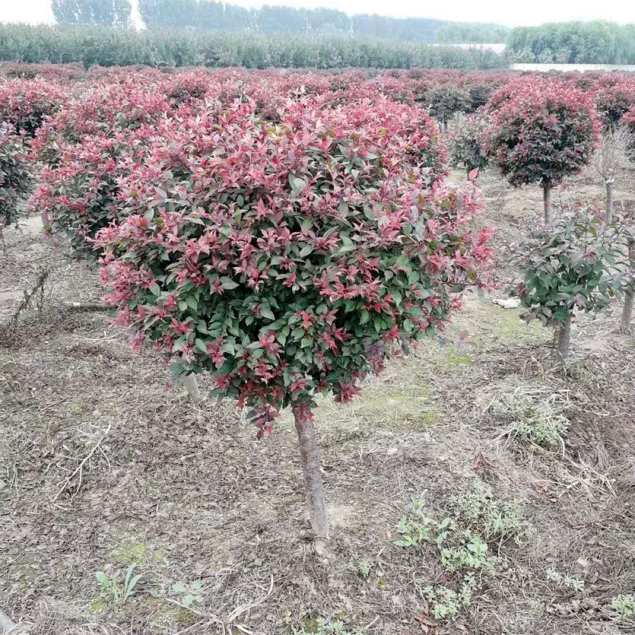 绿化树球基地 密枝红叶李球 紫叶李球各种球批发价格