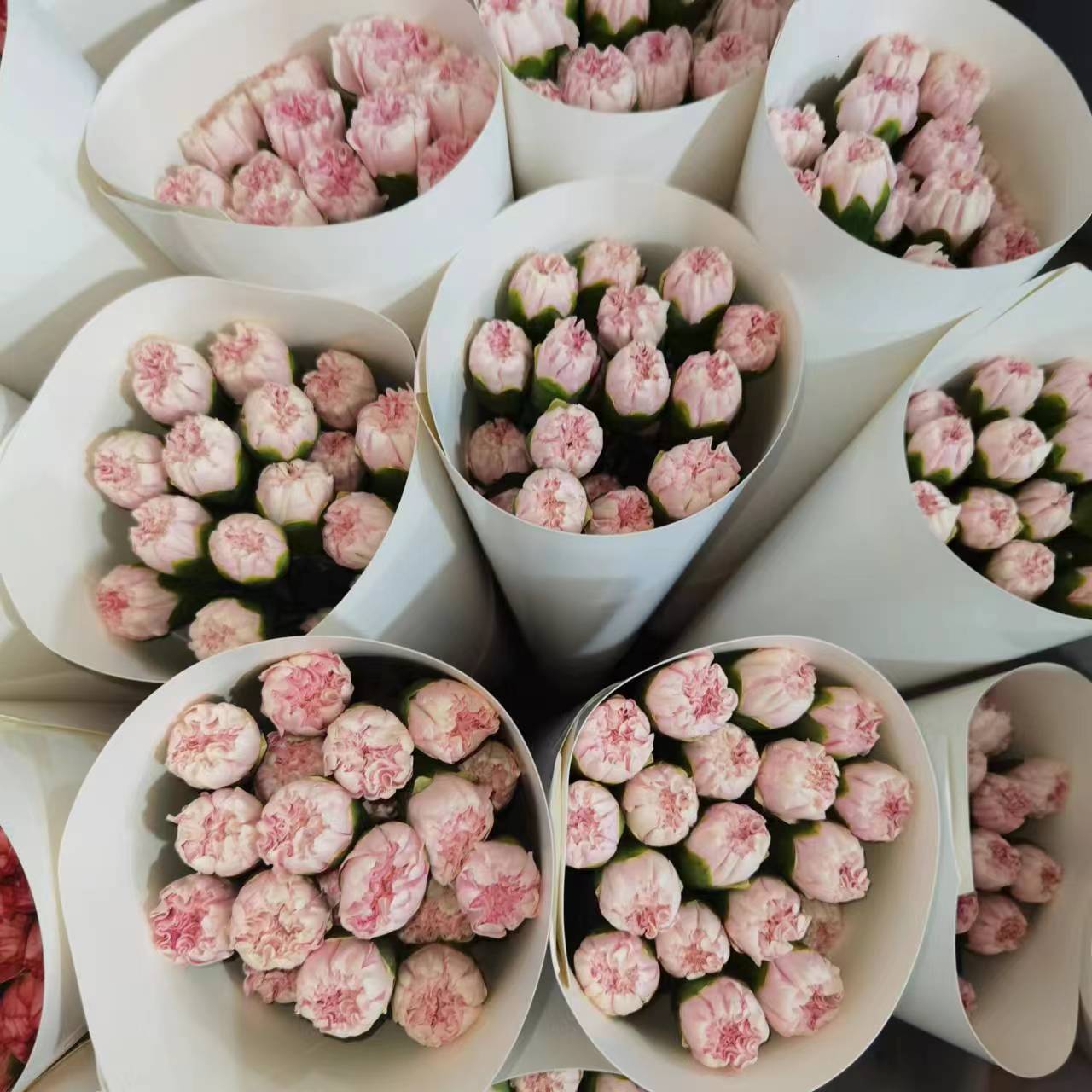 樱花粉康乃馨 云南昆明产地直发 b级每扎20支 直供直批鲜切花速递