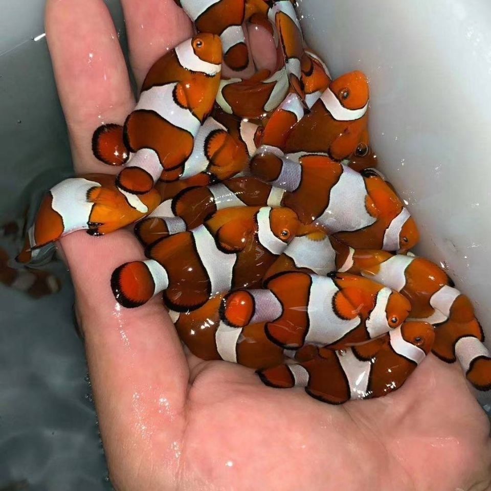 海水观赏鱼 小丑鱼宠物 公子小丑活体人工野生公子珊瑚双带黑背心