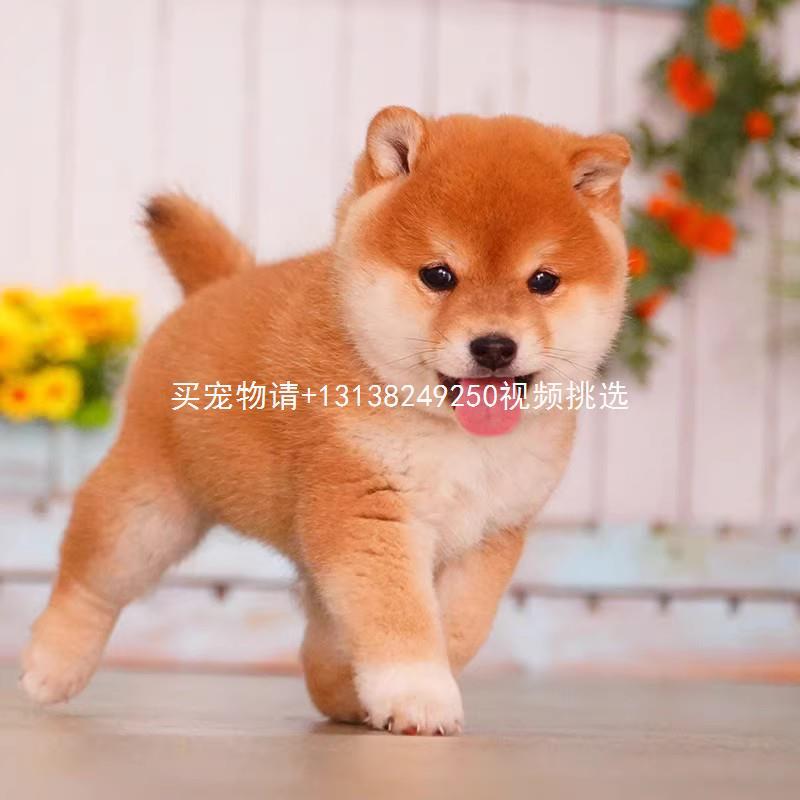 纯种柴犬出售纯种柴犬幼犬活体赤柴黑色豆柴幼崽日本秋田犬比熊可