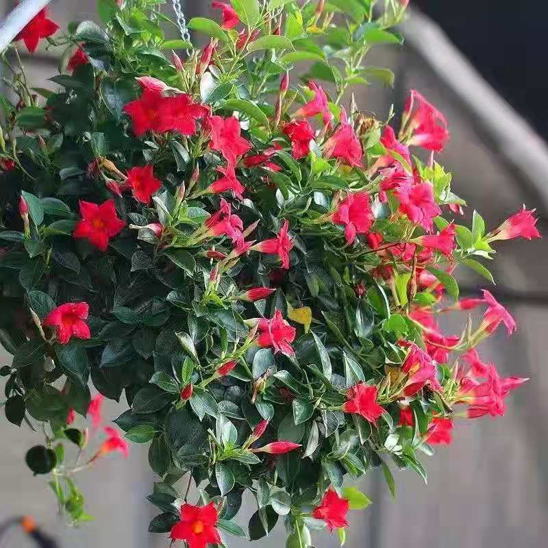 万里飘香藤【300天超长花期】飘香藤爬藤植物盆栽花苗带花苞发货