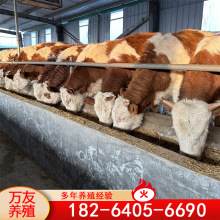 批发纯种西门塔尔牛牛 肉牛养殖场 贵阳肉牛养殖场 改良黄牛