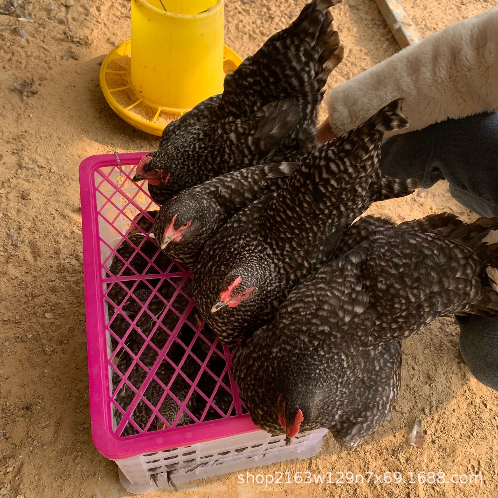 孵化场散养芦花鸡苗养殖基地脱温芦花鸡苗活体成年鸡