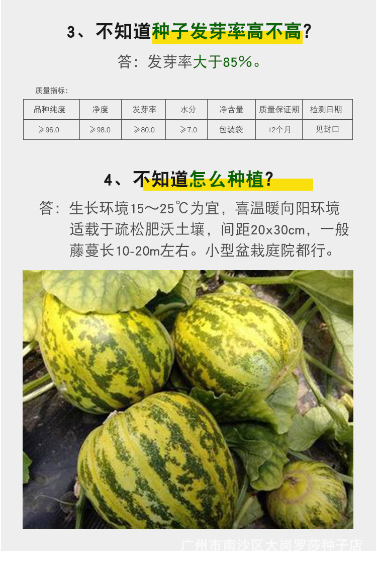 四季播种水果种子八里香 白沙蜜 红瓤酥 黄金道 阳台盆栽家庭园艺