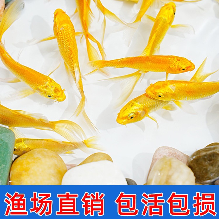 黄金锦鲤活鱼招财鱼金鱼活鱼好养耐活冷水鱼鱼苗活体小金鱼观赏鱼