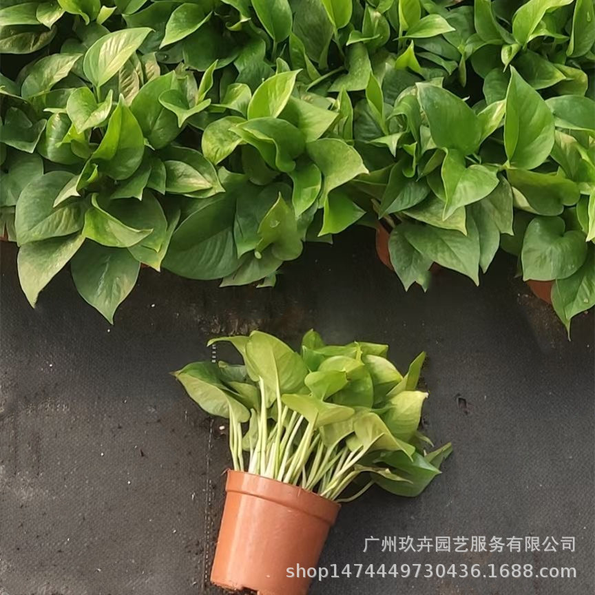 90#绿萝盆栽绿植室内外桌面小绿植公园地被植物易养耐活空气净化