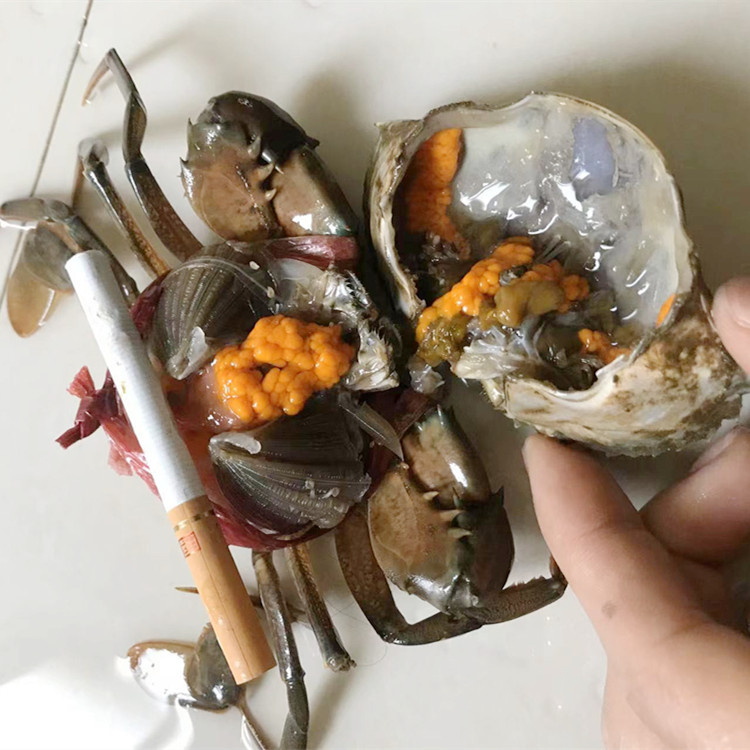 长期供应鲜活孟加拉膏蟹 蟹黄饱满大小规格都有适用于各种宴席