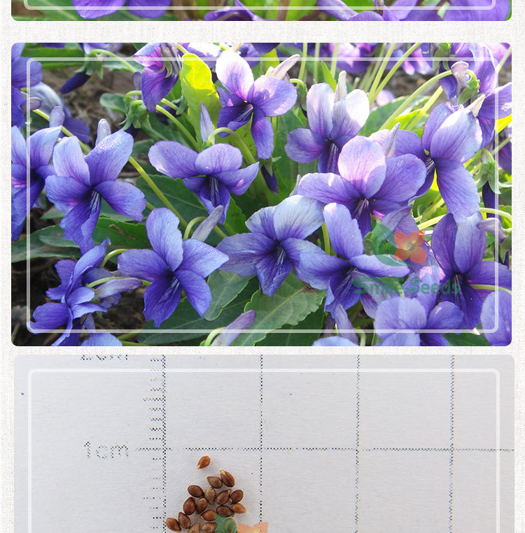 紫花地丁种子阳台盆栽景观绿化花种籽紫堇种子野光瓣堇菜花卉种子