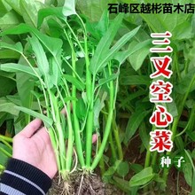 三叉空心菜籽/蕹菜通菜/春秋四季播阳台盆栽菜园蔬菜种子小青菜