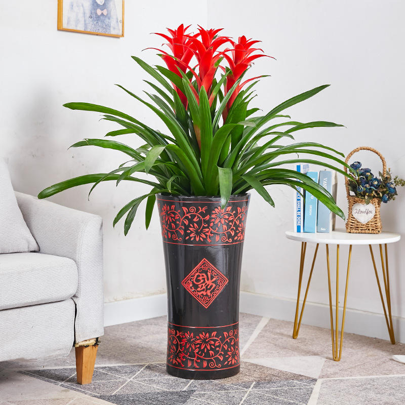 乔迁新居盆栽禄植客厅放的大棵绿植搬家礼物红运当头大盆景真花