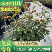 厂家供应果园除草布黑色园艺地布蔬菜大棚除草布