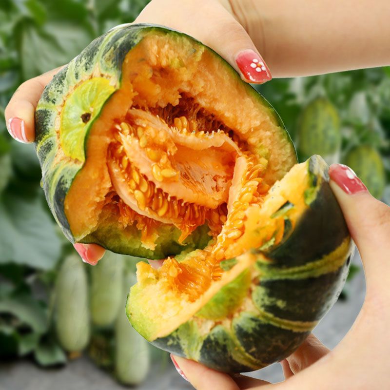 冰糖子甜瓜种子超甜花蜜特甜香瓜高产夏季种籽阳台盆栽瓜蔬菜种籽