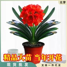 精品君子兰盆栽室内花卉君子兰大苗四季常青君子兰花兰花当年开花