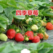 四季草莓苗 南北方阳台种植果树苗 当年结果奶油红颜草莓种苗 盆