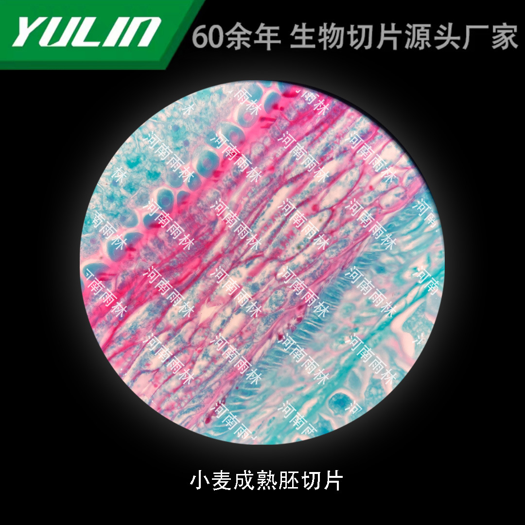 小麦成熟胚切片高校医学院校用组织病理石蜡玻片标本显微镜-阿里巴巴