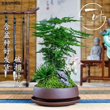 矮生小文竹小盆栽竹子室内花卉绿植物盆景云竹茶桌摆件花盆微景观