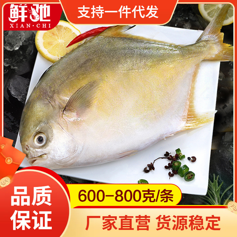 鲜驰鲳鱼新鲜鲜活海鱼平鱼大金昌鱼深海金银鲳鱼海鲜水产冷冻包邮