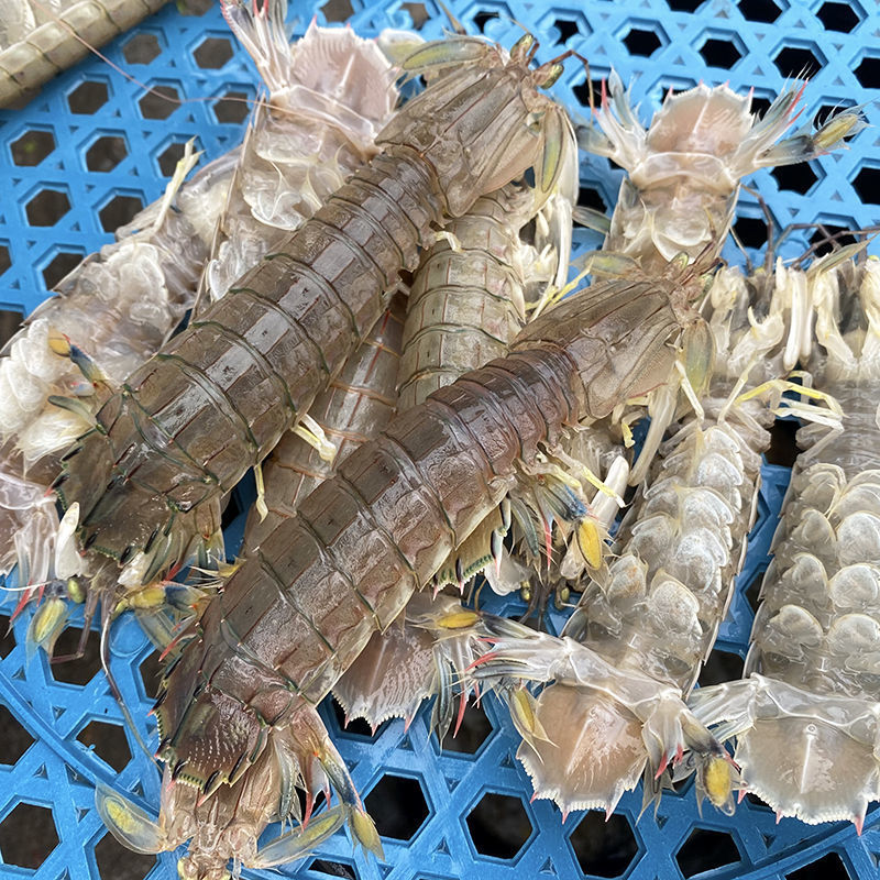 皮皮虾舟山鲜活熟冻虾爬子虾姑虾婆懒尿虾富贵虾特大海虾海鲜水产