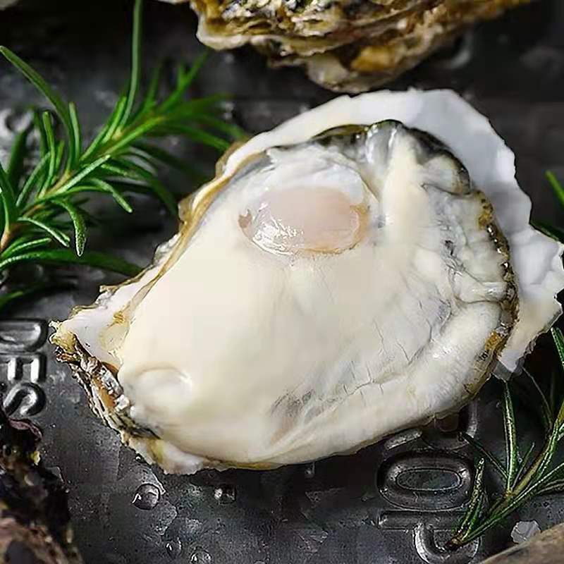 【厂家货源】乳山生蚝3xl鲜活9斤新鲜 肥大牡蛎海蛎子鲜活批发