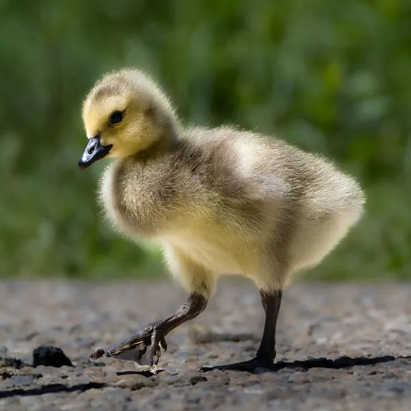 小鹅活苗大白鹅苗活体四季鹅小鹅仔大种三花鹅活体高产蛋鹅苗