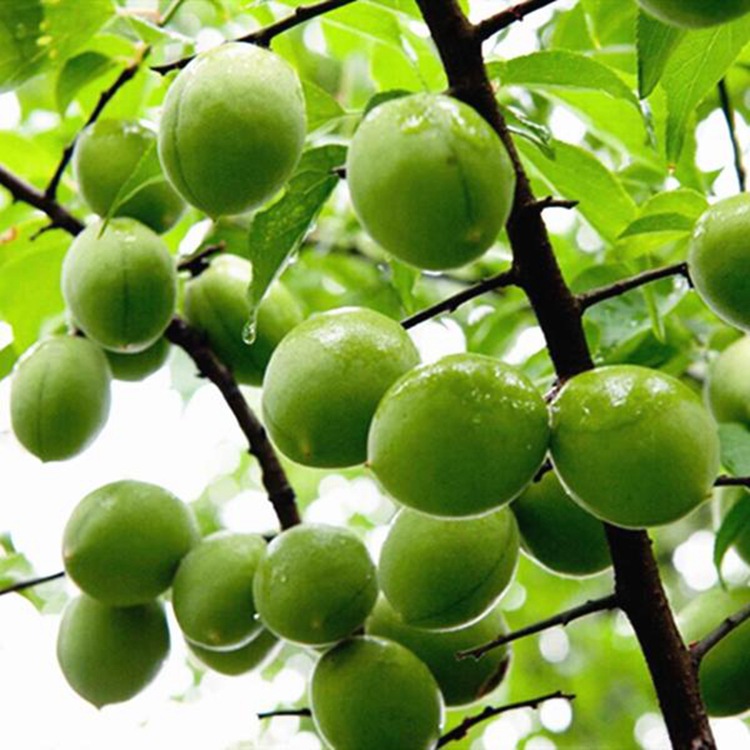 青梅是龙脑香科,青梅属乔木果树种子批发:青梅种子 青梅 酸梅-阿里巴