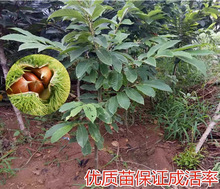 一件代发北方种植果树苗批发板栗嫁接苗 大红袍板栗苗 庭院果树栗