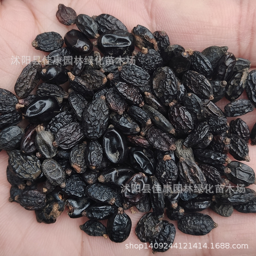 林木种子 木本绣球种子 琼花 木绣球种子 白花绣球 1件=1斤