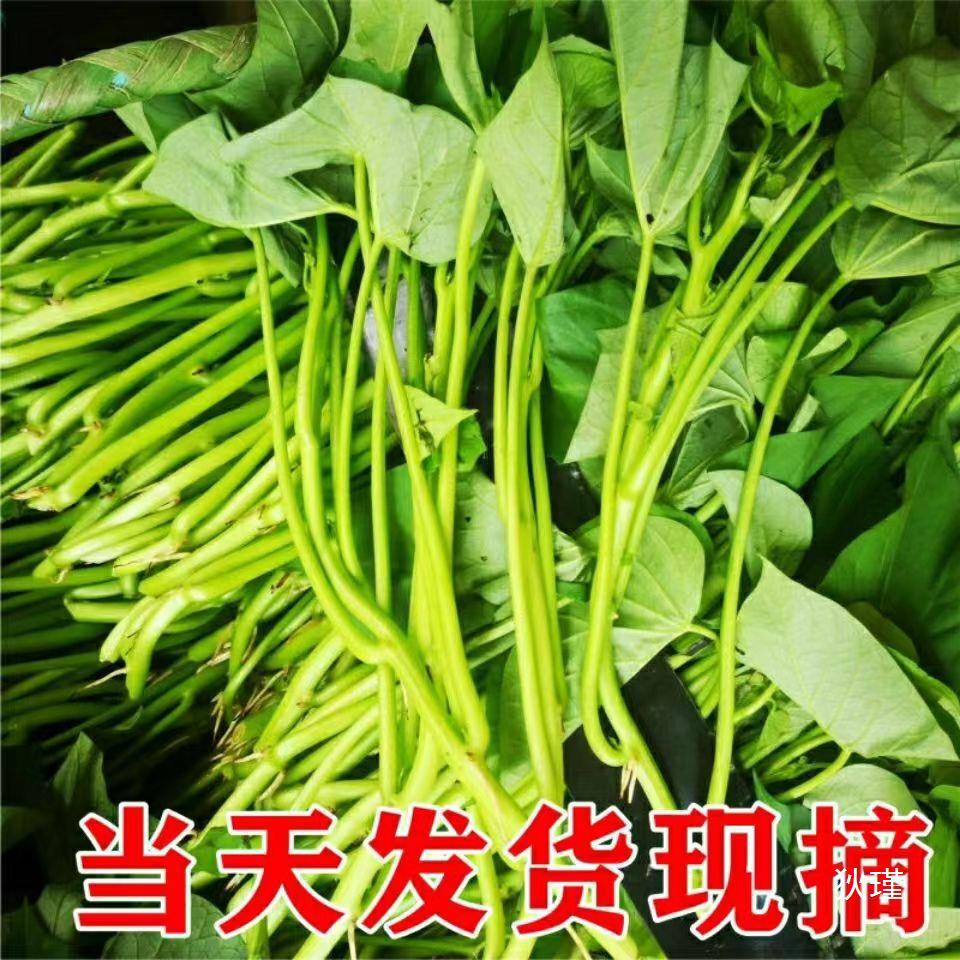 专吃叶的红薯苗食叶型红薯苗地瓜苗秧新鲜苗番薯地瓜叶苗台湾苕尖