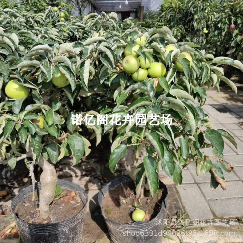 矮化红肉苹果树苗室内外南北方种植盆栽阳台盆景水果树桩当年结果