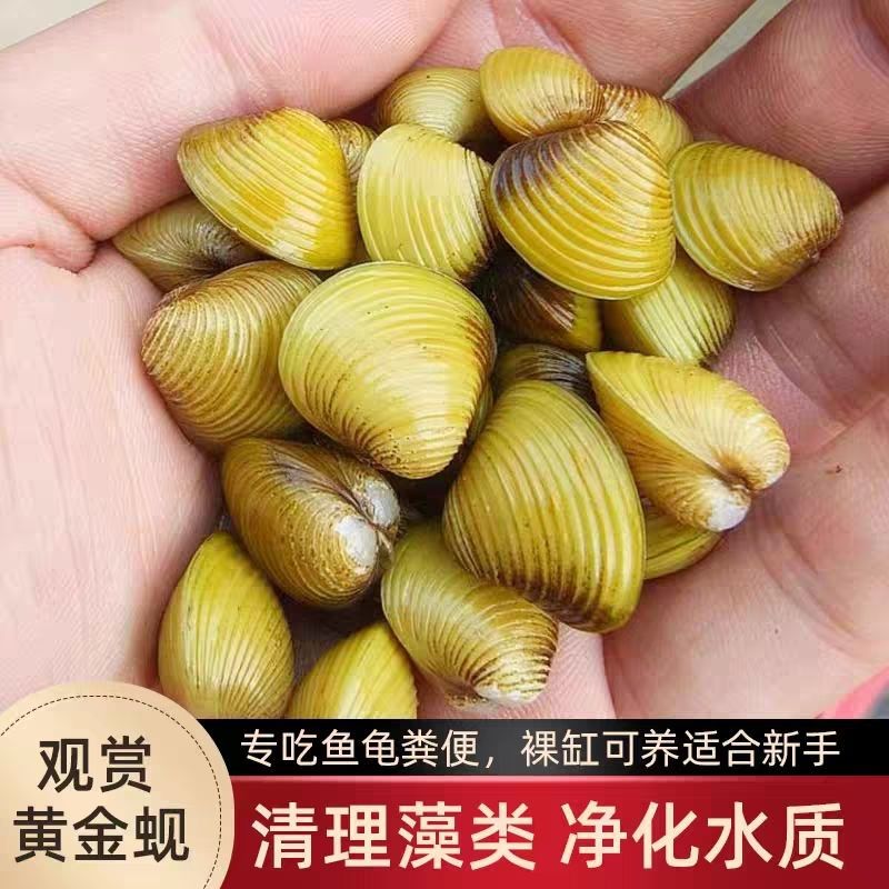专吃鱼屎粪便小河蚌河蚬淡净水观赏螺鲜活物除绿水贝壳苗河蚌
