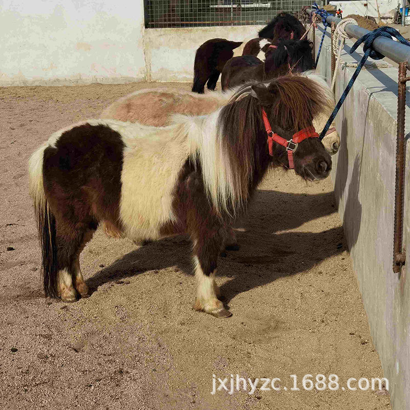矮马的德保矮马一匹多少钱纯种的矮马品相是什么样 的哪出售矮马