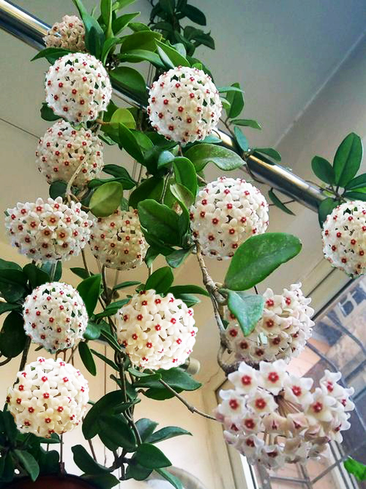 球兰带花大苗心叶球兰盆栽心形法国三色镜叶卷银斑球兰锦当年开花