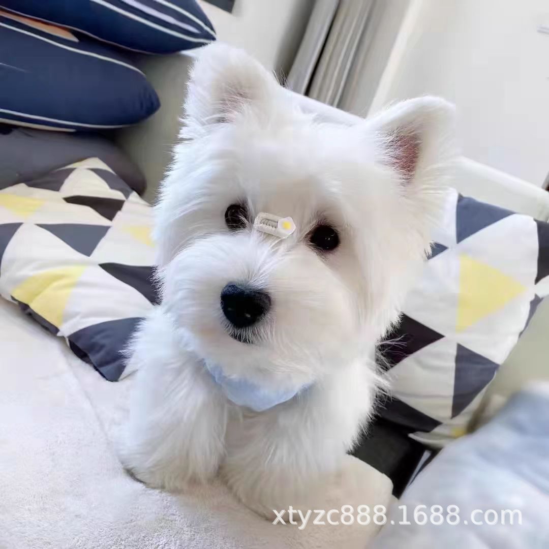 纯种西高地犬幼犬活体软毛刚毛西高地白梗幼崽家养宠物狗西高地犬
