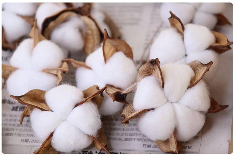 天然干花棉花头 diy手工艺品 单头木棉花头 居家装饰摄影道具