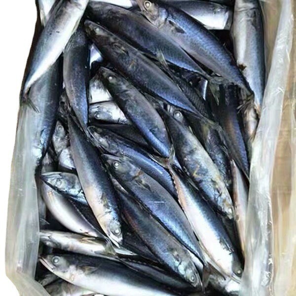 冷冻青条鱼青花鱼鲭鱼青占鱼青钻鱼1斤2-3条20斤商用拍所在地区地