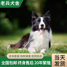 纯种边境牧羊犬幼犬活体 双血统三通七白黑白陨石红色边牧宠物狗