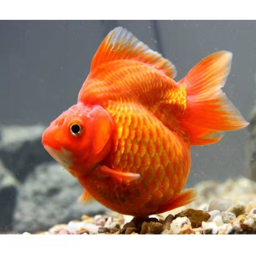 精品红白鎏金高背短尾樱花鎏金易养耐活观赏鱼金鱼活体淡水鱼包邮