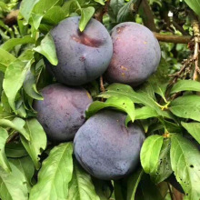 正宗智利进口珠宝李红李子5新鲜当季孕妇水果黑布林脱骨脆李顺丰