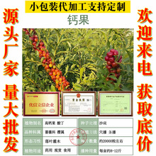 欧李钙果种子野生樱桃钙果树农大钙果野果高产多年生灌木果树种籽