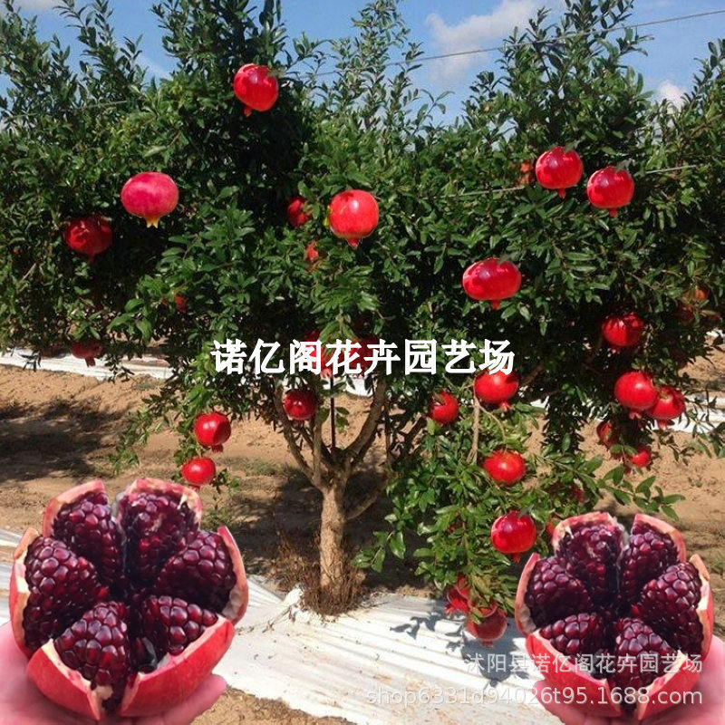 特大突尼斯软籽石榴树树苗无籽石榴树苗庭院南方种植盆栽果树果苗