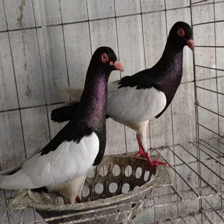 魔鬼喜鹊鸽子价格 胡子喜鹊鸽  红喜鹊观赏鸽种鸽养殖场