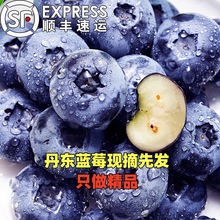 丹东宝宝蓝莓新鲜孕妇水果超大果新鲜采摘蓝莓鲜果脆甜当季顺丰