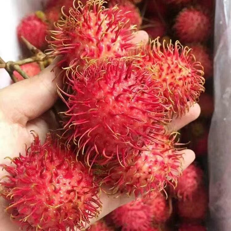 新鲜泰国进口红毛丹整箱毛荔枝新鲜毛丹稀有热带水果毛丹果包邮