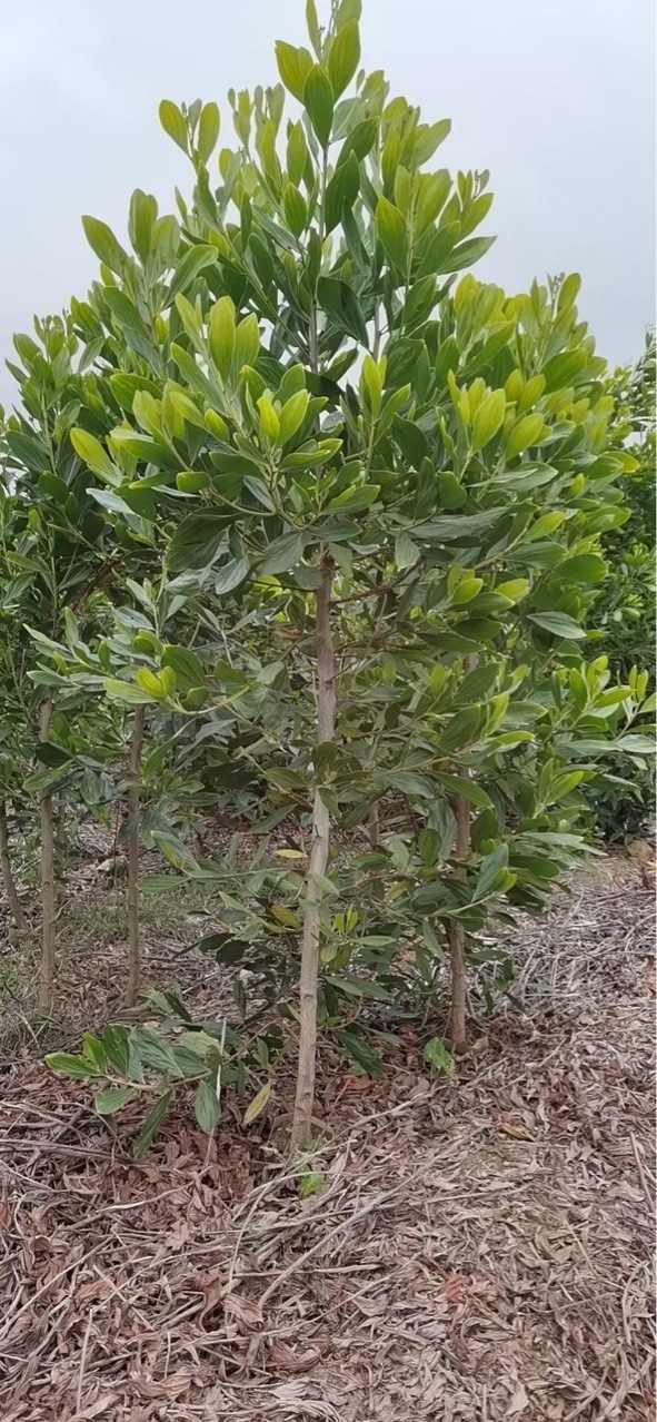 相思树苗 马占相思 台湾相思 发叶相思 复绿 造林苗 绿化工程树