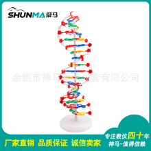 厂家直销供应 33306 DNA结构模型  生物教学DNA 模型