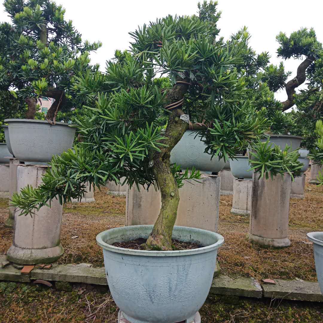 福建罗汉松产地批发罗汉松盆景价格规格齐全造型罗汉松