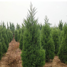 供应蜀桧苗 塔柏 圆柏 桧柏苗 清明祭祀路边栽植绿化柏树绿植乔木