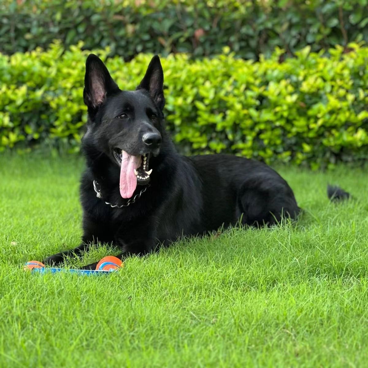 纯种东德牧羊犬活体幼犬东德牧羊犬批发价格弓背德牧犬德国牧羊狗