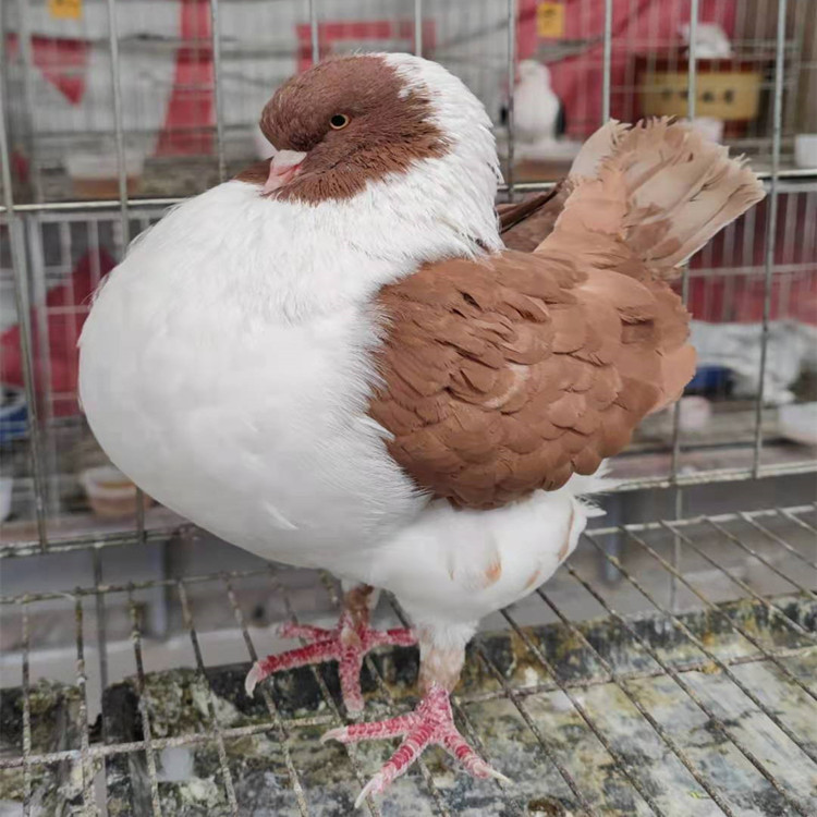红元宝鸽子 落地王鸽子活体 圆环鸽子